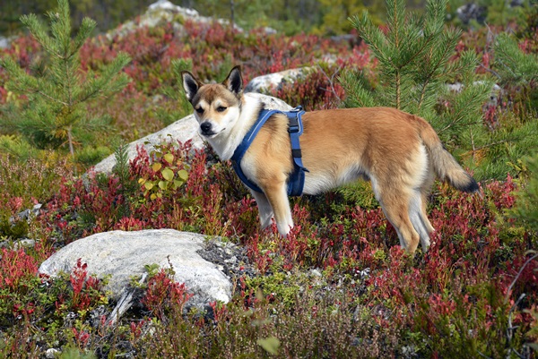 Gulsvik lundehund