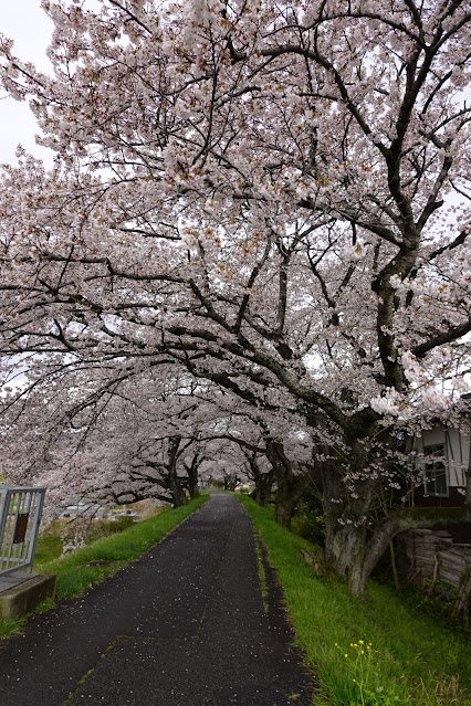 鳥取県西伯郡南部町倭 法勝寺川沿いの堤防道路