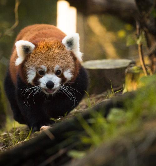 Red Panda - Panda Rojo