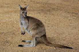 Western Grey Kangaroos Berbau Seperti Kari