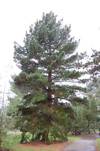 Pino de Monterrey. El pino de Monterey  es una especie arbórea perteneciente a la familia de las pináceas, género , originaria del suroeste de los Estados Unidos.