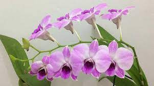 Dendrobium phalaenopsis: um guia para cultivar e cuidar de orquídeas  dinâmicas