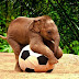 Baby elephant playing soccer Elephants football