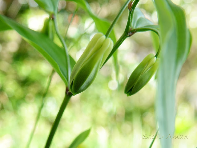 Disporum sessile