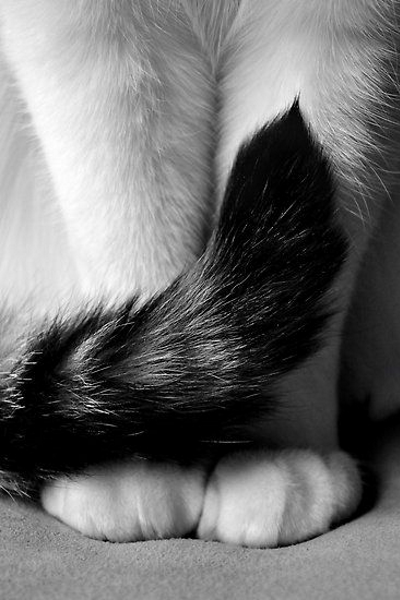 Photographie en noir et blanc de chat sur Pinterest