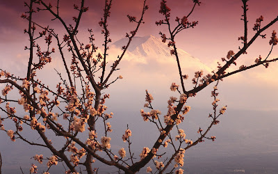 Mount Fuji Plum Blossoms