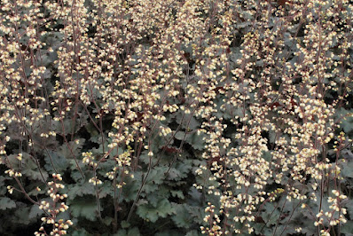 Heuchera Ebony and Ivory -  Ebony and Ivory Coral Bells care