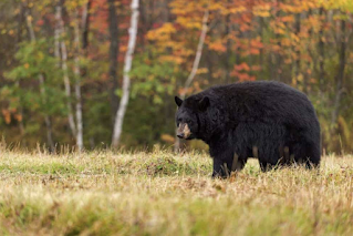 Hundreds of Bears in Great Smoky Mountains