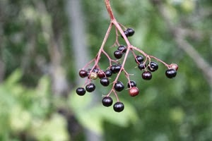 IMG_8538