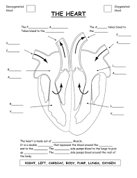 Simple heart diagram | Simple heart diagram labeled | Human heart diagram