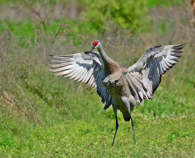 Crane wallpaper,crane images,crane photo,cute crane,beautiful crane,cranes,the crane,the cranes,crane birds,crane,birds,birds picture,about birds,birds images birds photo,birds picture,flying crane,animation crane,crane stand green grass,