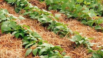 Cubra o solo com folhas A chamada “cobertura morta” mantém o solo quente e retém a umidade. Essa dica vale para arbustos, folhagens e também para gramados.