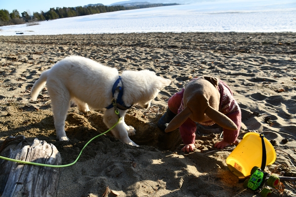 røsholmstranda hvit gjeterhund