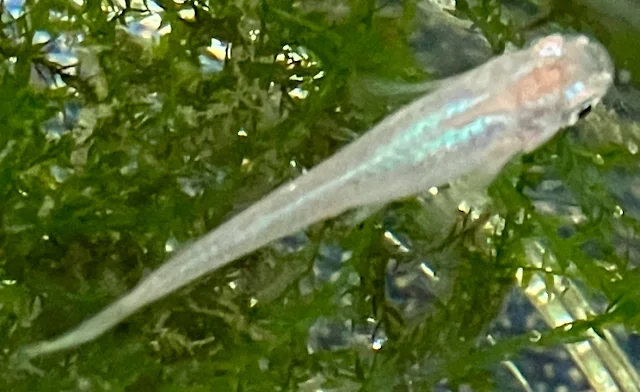 深海(しんかい)メダカ 稚魚 ２２０日目
