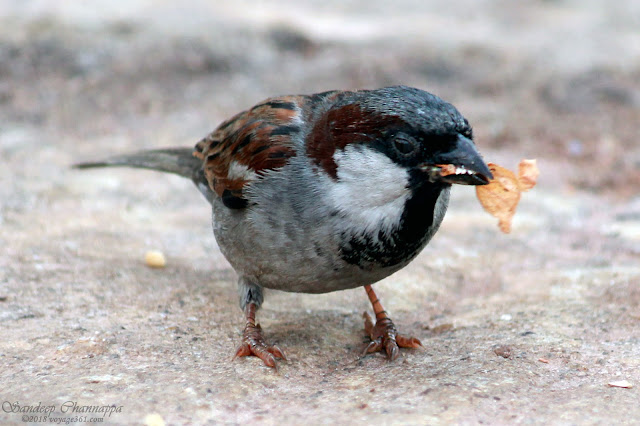 A male House Sparrow - They have become a rare sight in Bengaluru city