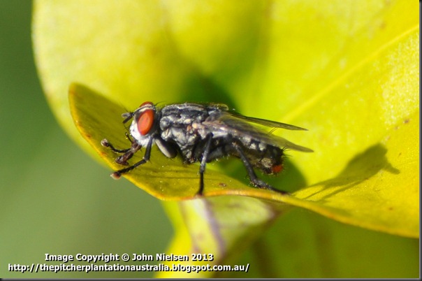 Fly 6
