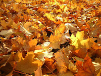 Autumn Leaves4