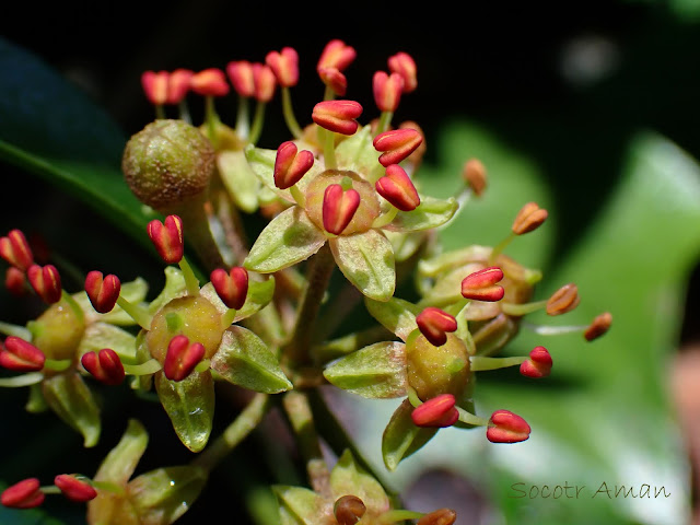 Dendropanax trifidus