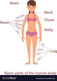 Female full body | Female full body parts name with Picture | Female full body picture