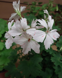 Geraniums and pelargoniums Flowers on display at Canadian and Geranium Society