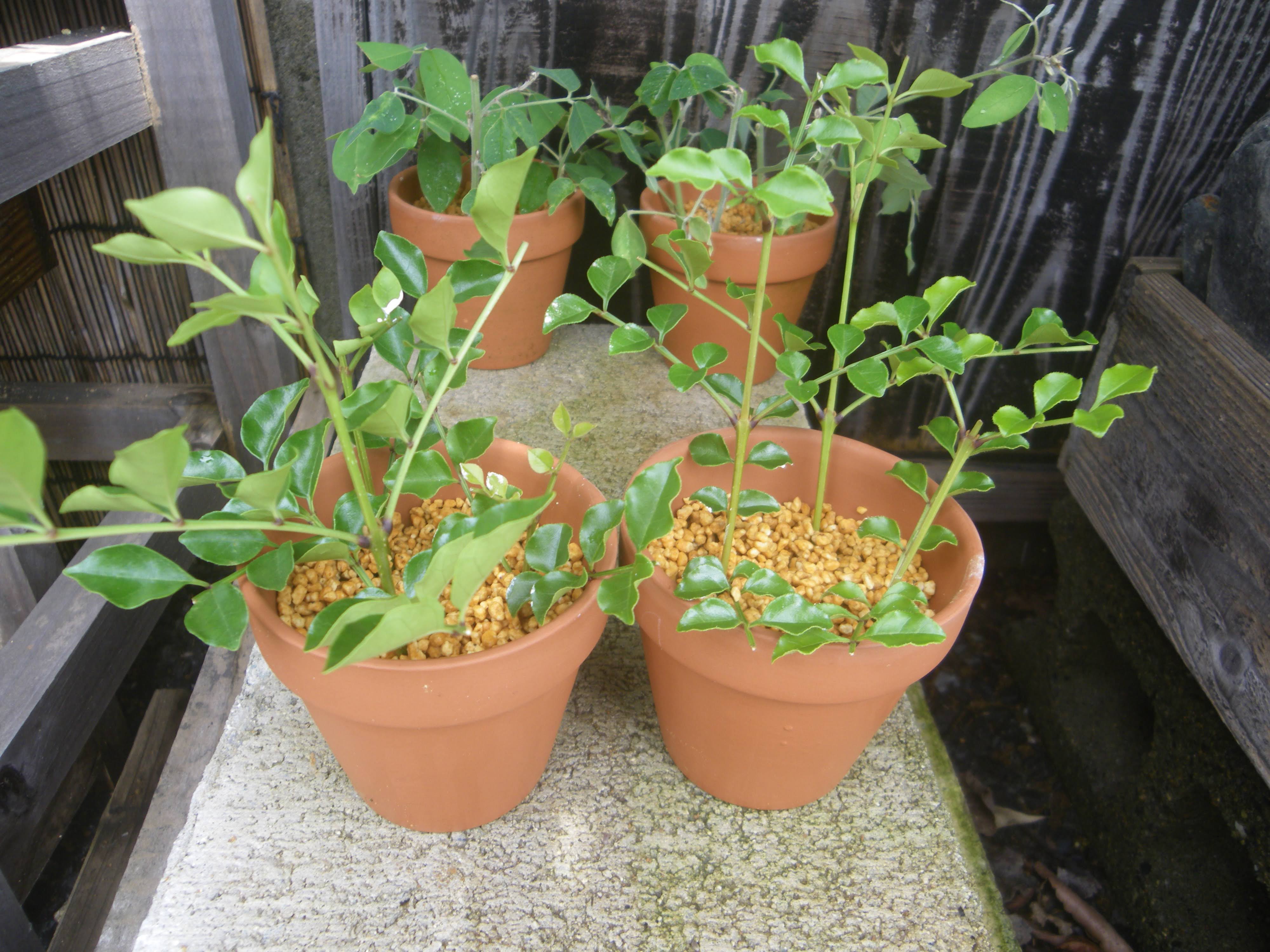 シマトネリコを挿し木で増やして 小さな鉢植えやミニ盆栽で楽しむ メダカの大工