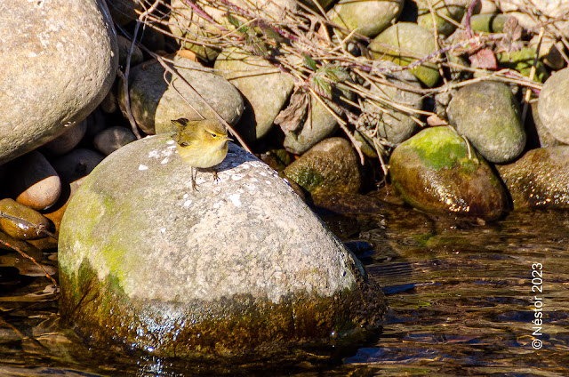 Verdecilla o lucano en el Rio Iregua