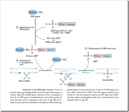 ligase