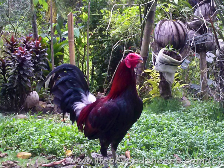  Gambar  Ayam  Filipin Gambar  Dea