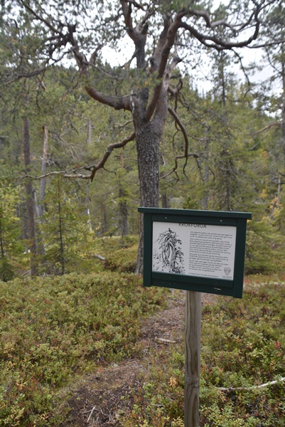 kverrvilljuvet fønhusstien