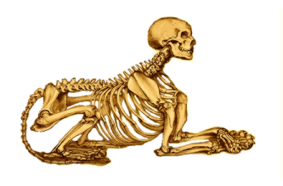 Sphinx Skeleton