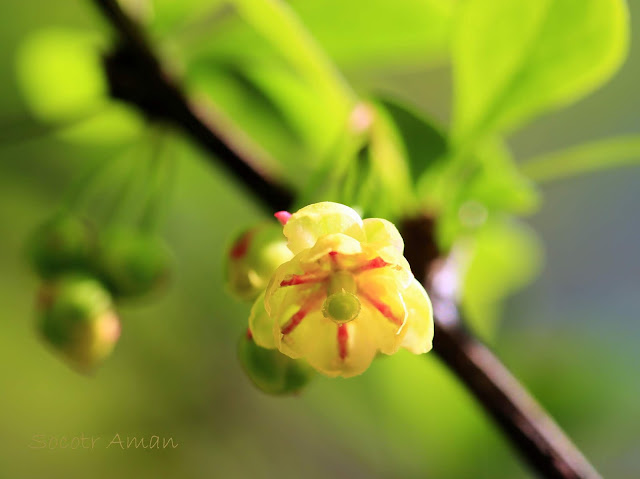 Berberis thunbergii