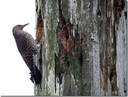 Flicker at excavation site