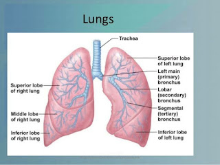 Lung diagram | Lungs image | Simple lungs diagram