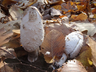 Czernidłak kołpakowaty Coprinus comatus