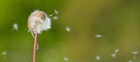 Cutest and tiniest mouse ever, cute mouse pictures, cute mouse, harvest mouse, mouse on dandelion