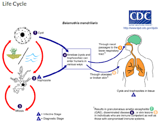 https://www.cdc.gov/parasites/balamuthia/pathogen.html