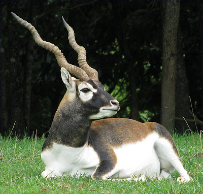 Black buck Deers hunting pictures 