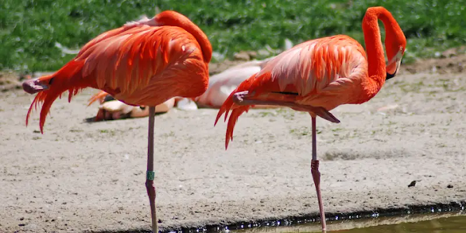 Why Do Flamingos Stand on One Leg? Exploring the Fascinating Science Behind This Behavior