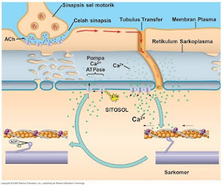 Proses masuknya perintah dari otak dan sekresi ion Ca