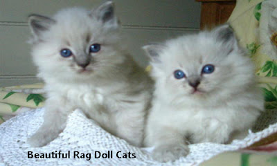 Overview of Rag Doll Cats