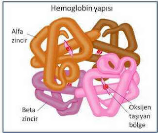 talasemi hastalığı