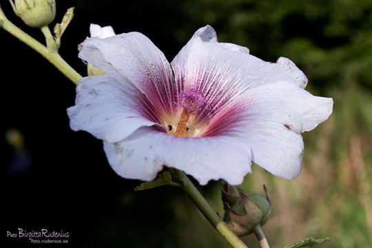 blom_20110807_stockros1