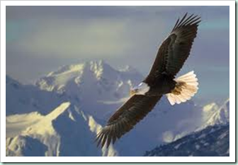 eagle