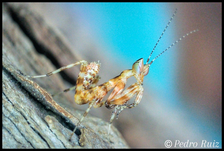 Ninfa L2 de Creobroter sp. "Yunnan"