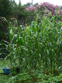 Small patch of Truckers Favorite corn in the garden.