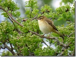 Sedge Warbler