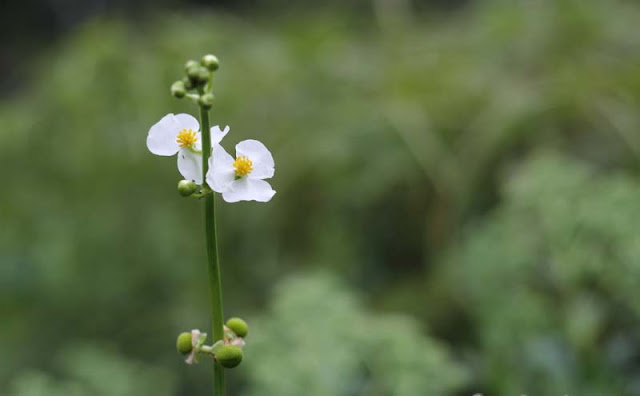 Broadleaf Arrowhead Flowers Pictures