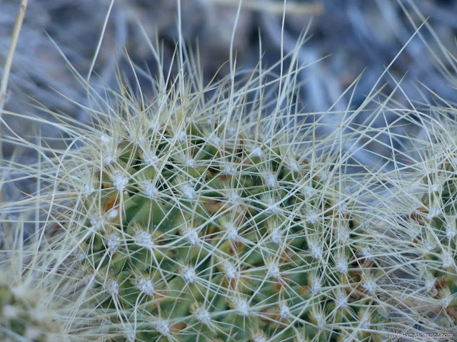 13: cactus thorns