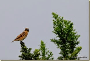 DSC_9000