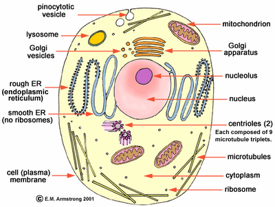 Biologi SPM: Sel haiwan dan Sel tumbuhan